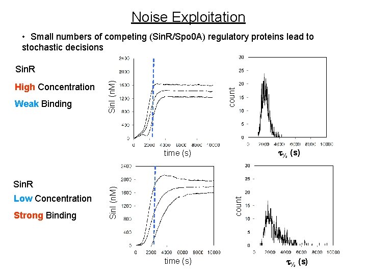 Noise Exploitation • Small numbers of competing (Sin. R/Spo 0 A) regulatory proteins lead Noise Exploitation • Small numbers of competing (Sin. R/Spo 0 A) regulatory proteins lead
