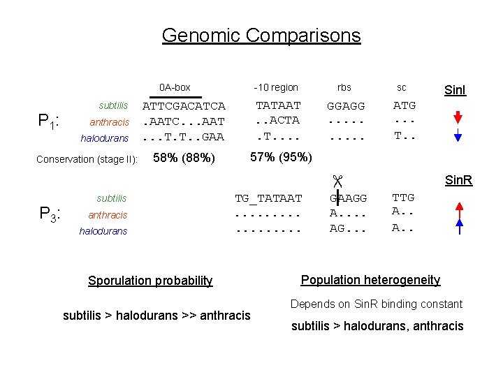 Genomic Comparisons 0 A-box P 1: subtilis anthracis halodurans Conservation (stage II): -10 region Genomic Comparisons 0 A-box P 1: subtilis anthracis halodurans Conservation (stage II): -10 region