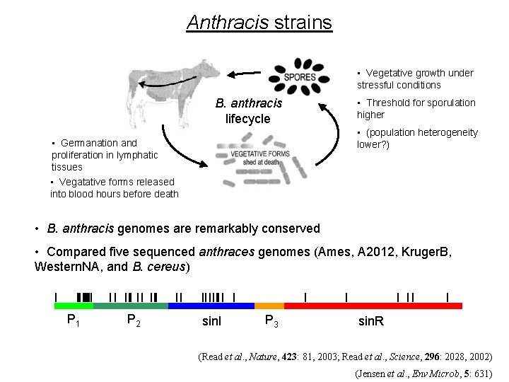 Anthracis strains • Vegetative growth under stressful conditions B. anthracis lifecycle • Threshold for Anthracis strains • Vegetative growth under stressful conditions B. anthracis lifecycle • Threshold for