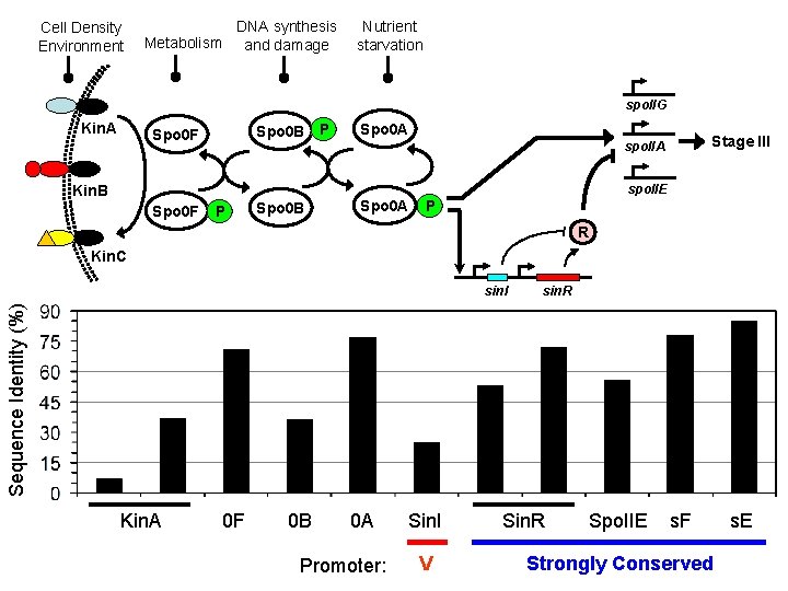 Cell Density Environment DNA synthesis Metabolism and damage Nutrient starvation spo. IIG Kin. A Cell Density Environment DNA synthesis Metabolism and damage Nutrient starvation spo. IIG Kin. A