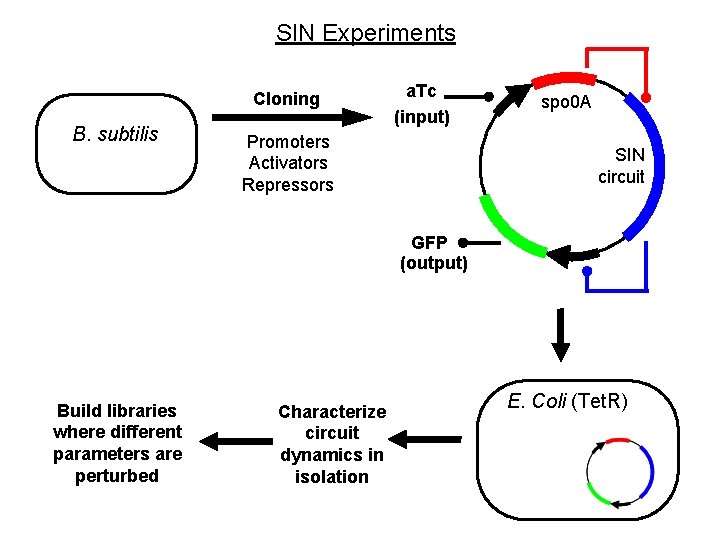 SIN Experiments Cloning B. subtilis a. Tc (input) Promoters Activators Repressors spo 0 A SIN Experiments Cloning B. subtilis a. Tc (input) Promoters Activators Repressors spo 0 A