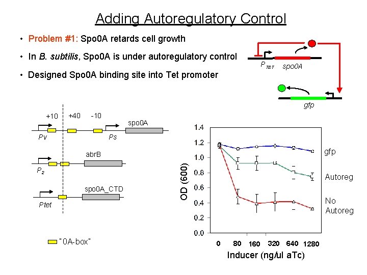 Adding Autoregulatory Control • Problem #1: Spo 0 A retards cell growth • In Adding Autoregulatory Control • Problem #1: Spo 0 A retards cell growth • In