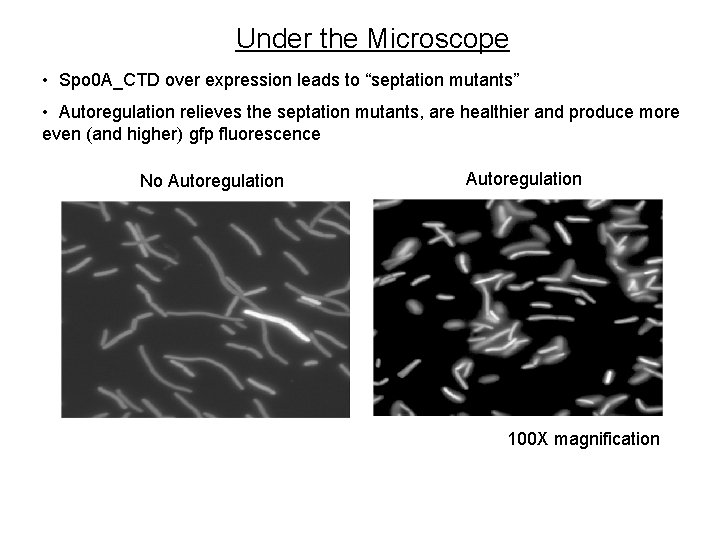 Under the Microscope • Spo 0 A_CTD over expression leads to “septation mutants” • Under the Microscope • Spo 0 A_CTD over expression leads to “septation mutants” •