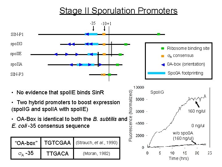 Stage II Sporulation Promoters -35 -10 +1 SIN-P 1 spo. IIG Ribosome binding site Stage II Sporulation Promoters -35 -10 +1 SIN-P 1 spo. IIG Ribosome binding site
