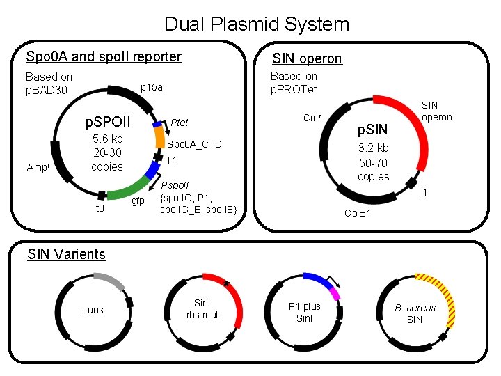 Dual Plasmid System Spo 0 A and spo. II reporter SIN operon Based on Dual Plasmid System Spo 0 A and spo. II reporter SIN operon Based on
