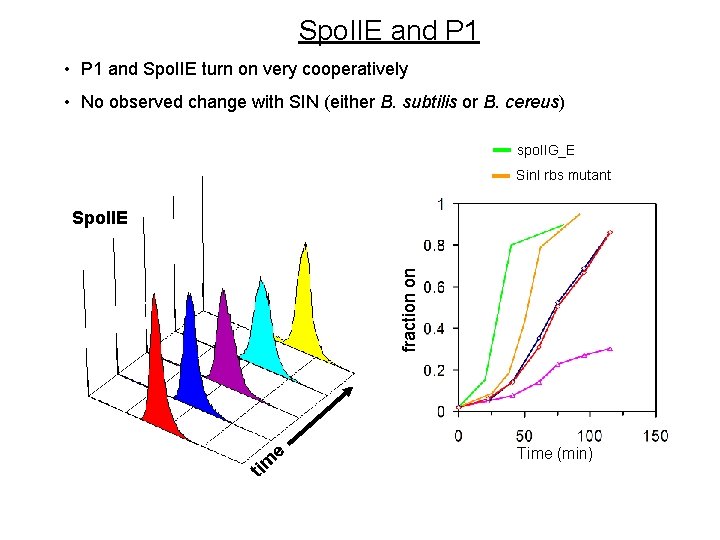 Spo. IIE and P 1 • P 1 and Spo. IIE turn on very Spo. IIE and P 1 • P 1 and Spo. IIE turn on very