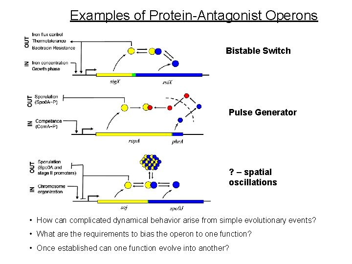 Examples of Protein-Antagonist Operons Bistable Switch Pulse Generator ? – spatial oscillations • How Examples of Protein-Antagonist Operons Bistable Switch Pulse Generator ? – spatial oscillations • How