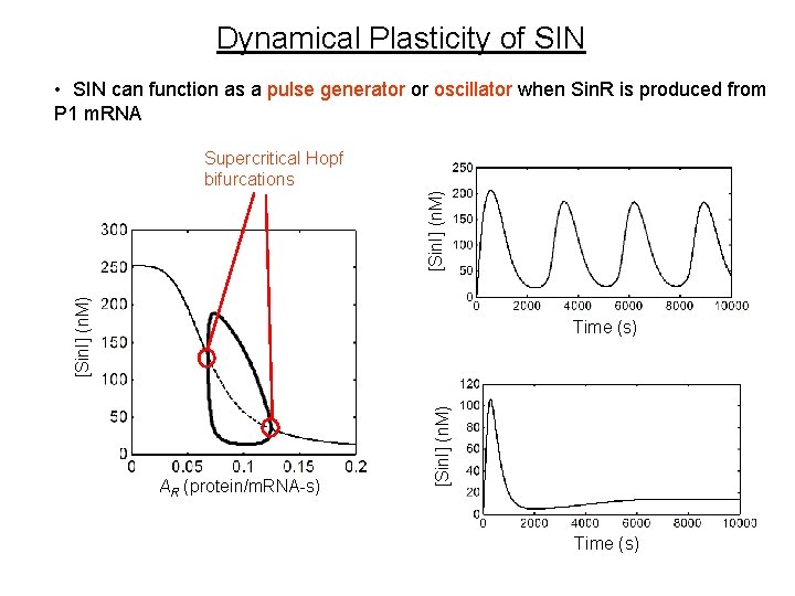 Dynamical Plasticity of SIN • SIN can function as a pulse generator or oscillator Dynamical Plasticity of SIN • SIN can function as a pulse generator or oscillator