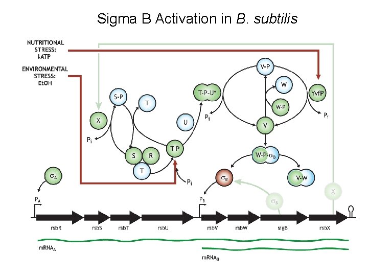 Sigma B Activation in B. subtilis Sigma B Activation in B. subtilis