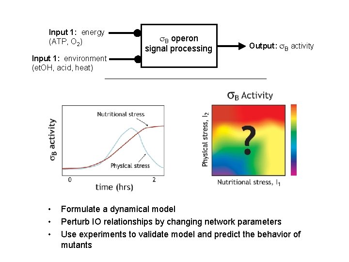 Input 1: energy (ATP, O 2) s. B operon signal processing Output: s. B Input 1: energy (ATP, O 2) s. B operon signal processing Output: s. B