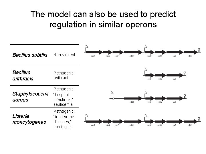 The model can also be used to predict regulation in similar operons Bacillus subtilis The model can also be used to predict regulation in similar operons Bacillus subtilis