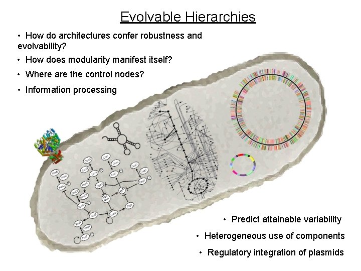 Evolvable Hierarchies • How do architectures confer robustness and evolvability? • How does modularity Evolvable Hierarchies • How do architectures confer robustness and evolvability? • How does modularity