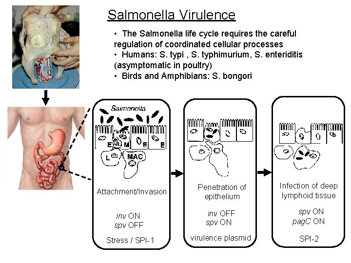 Salmonella Virulence • The Salmonella life cycle requires the careful regulation of coordinated cellular Salmonella Virulence • The Salmonella life cycle requires the careful regulation of coordinated cellular