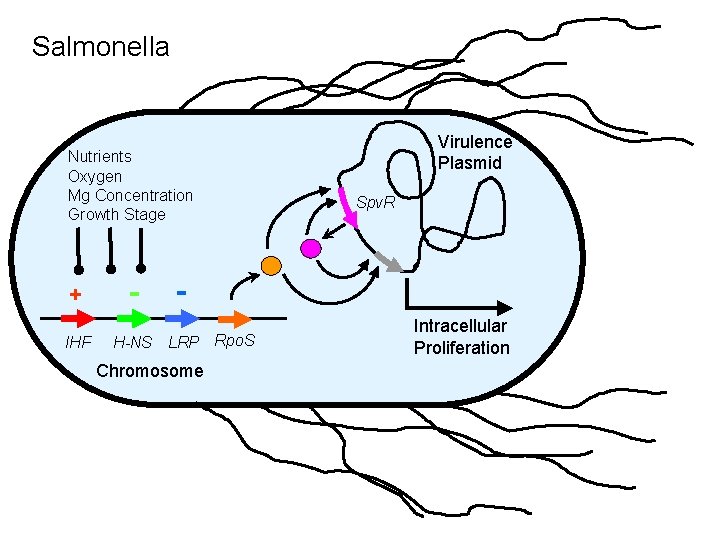 Salmonella Nutrients Oxygen Mg Concentration Growth Stage + IHF - Virulence Plasmid Spv. R Salmonella Nutrients Oxygen Mg Concentration Growth Stage + IHF - Virulence Plasmid Spv. R