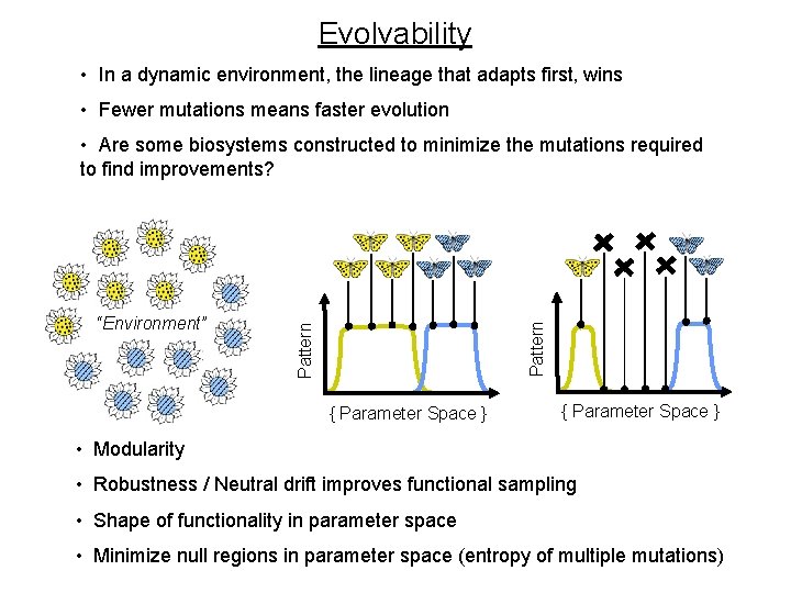 Evolvability • In a dynamic environment, the lineage that adapts first, wins • Fewer Evolvability • In a dynamic environment, the lineage that adapts first, wins • Fewer