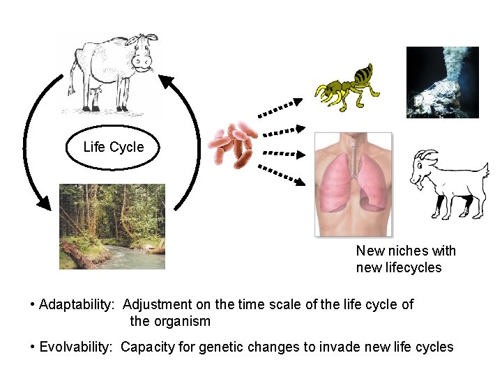 Life Cycle New niches with new lifecycles • Adaptability: Adjustment on the time scale Life Cycle New niches with new lifecycles • Adaptability: Adjustment on the time scale