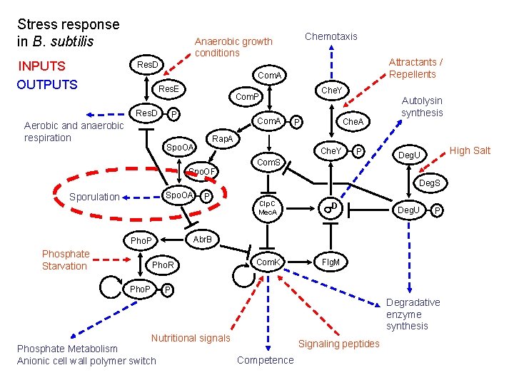 Stress response in B. subtilis INPUTS OUTPUTS Chemotaxis Anaerobic growth conditions Attractants / Repellents Stress response in B. subtilis INPUTS OUTPUTS Chemotaxis Anaerobic growth conditions Attractants / Repellents