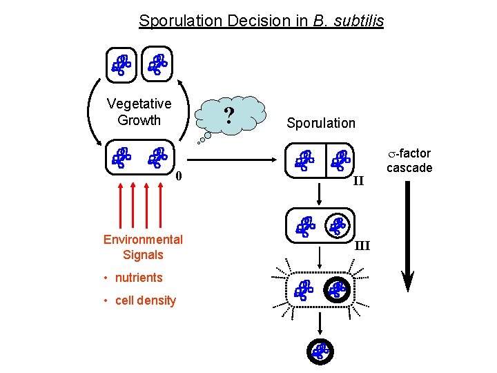 Sporulation Decision in B. subtilis Vegetative Growth ? 0 Environmental Signals • nutrients • Sporulation Decision in B. subtilis Vegetative Growth ? 0 Environmental Signals • nutrients •
