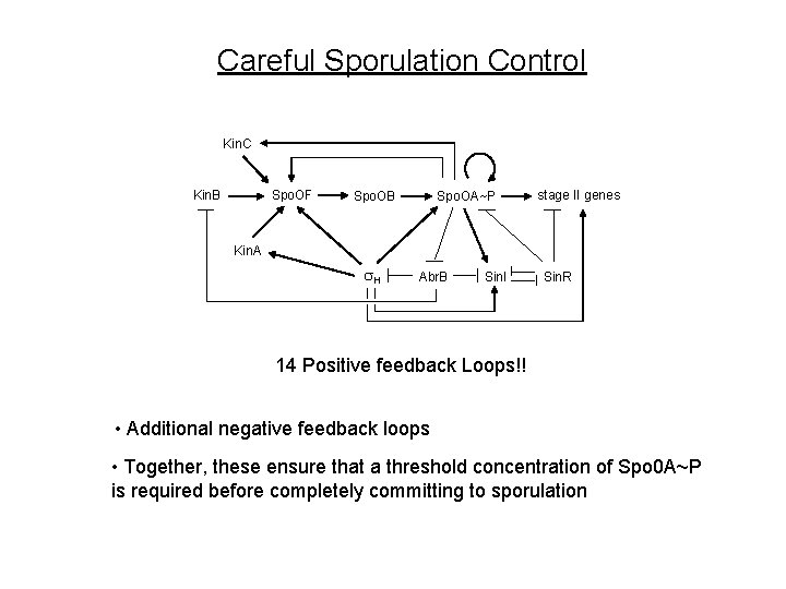 Careful Sporulation Control Kin. C Spo. OF Kin. B Spo. OA~P stage II genes Careful Sporulation Control Kin. C Spo. OF Kin. B Spo. OA~P stage II genes