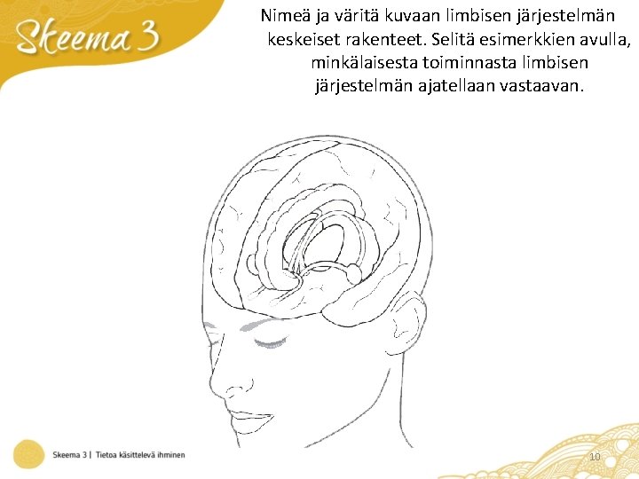 Nimeä ja väritä kuvaan limbisen järjestelmän keskeiset rakenteet. Selitä esimerkkien avulla, minkälaisesta toiminnasta limbisen