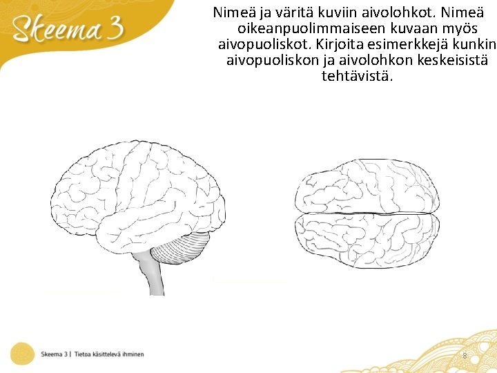 Nimeä ja väritä kuviin aivolohkot. Nimeä oikeanpuolimmaiseen kuvaan myös aivopuoliskot. Kirjoita esimerkkejä kunkin aivopuoliskon