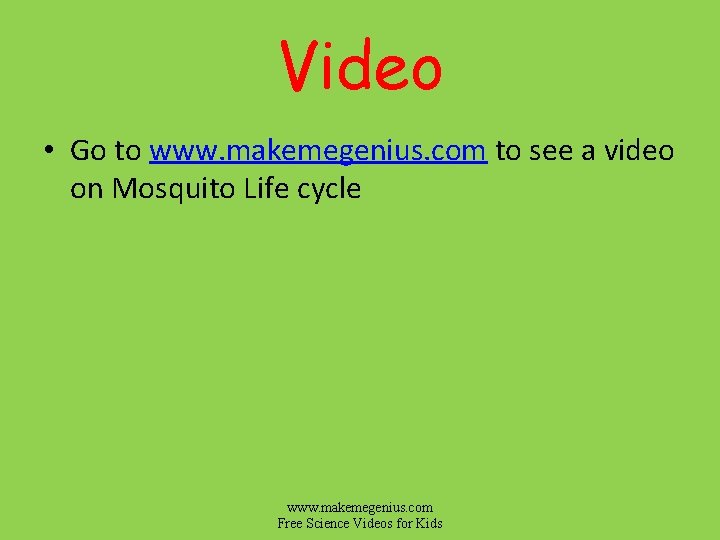Video • Go to www. makemegenius. com to see a video on Mosquito Life Video • Go to www. makemegenius. com to see a video on Mosquito Life