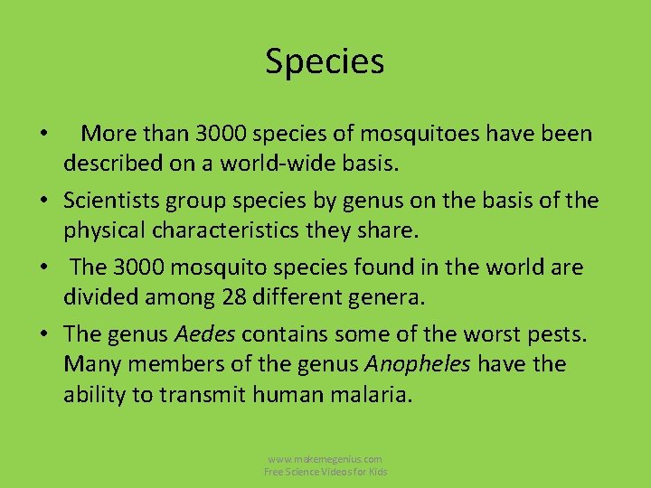 Species • More than 3000 species of mosquitoes have been described on a world-wide Species • More than 3000 species of mosquitoes have been described on a world-wide