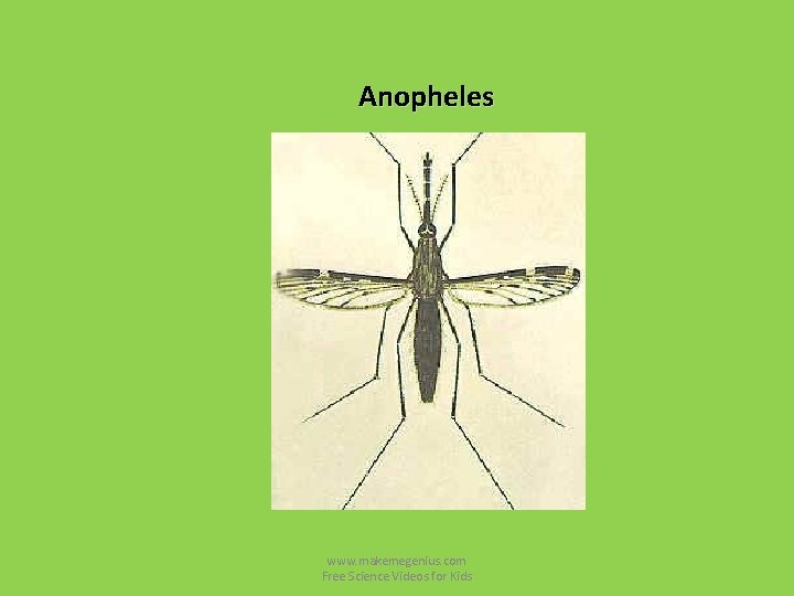 Anopheles www. makemegenius. com Free Science Videos for Kids Anopheles www. makemegenius. com Free Science Videos for Kids