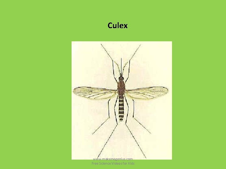 Culex www. makemegenius. com Free Science Videos for Kids Culex www. makemegenius. com Free Science Videos for Kids