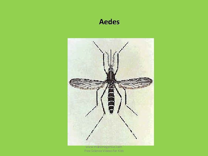 Aedes www. makemegenius. com Free Science Videos for Kids Aedes www. makemegenius. com Free Science Videos for Kids