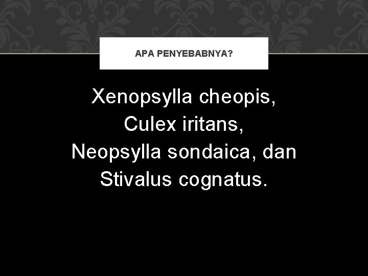 APA PENYEBABNYA? Xenopsylla cheopis, Culex iritans, Neopsylla sondaica, dan Stivalus cognatus. 