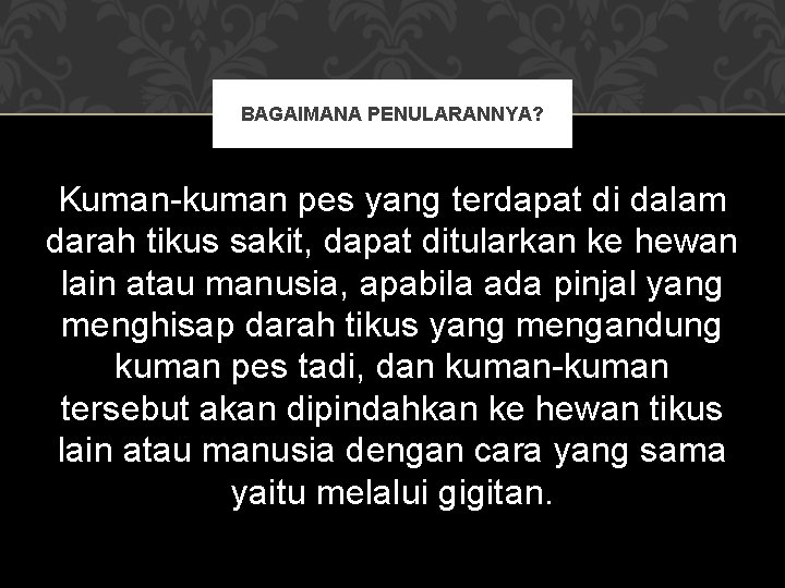 BAGAIMANA PENULARANNYA? Kuman-kuman pes yang terdapat di dalam darah tikus sakit, dapat ditularkan ke