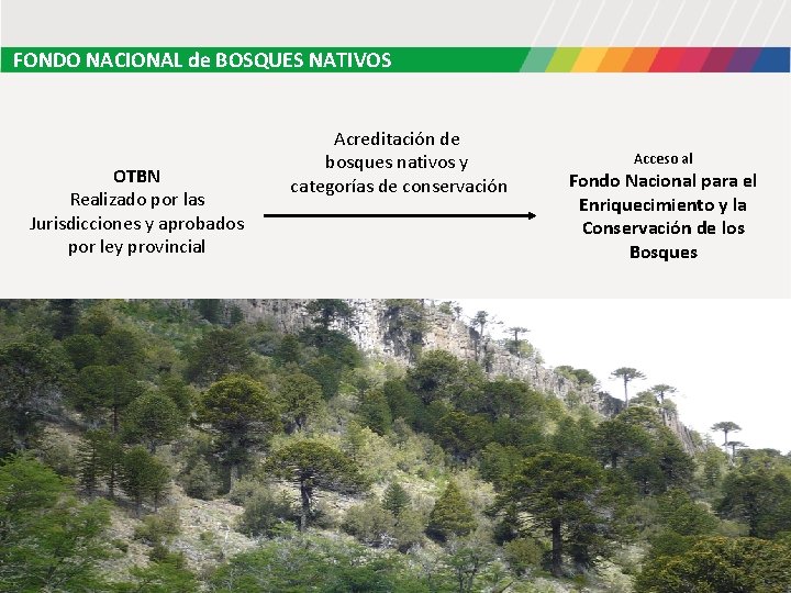 FONDO NACIONAL de BOSQUES NATIVOS OTBN Realizado por las Jurisdicciones y aprobados por ley FONDO NACIONAL de BOSQUES NATIVOS OTBN Realizado por las Jurisdicciones y aprobados por ley