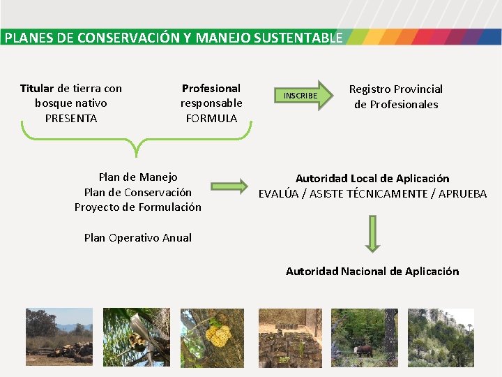 PLANES DE CONSERVACIÓN Y MANEJO SUSTENTABLE Titular de tierra con bosque nativo PRESENTA Profesional PLANES DE CONSERVACIÓN Y MANEJO SUSTENTABLE Titular de tierra con bosque nativo PRESENTA Profesional