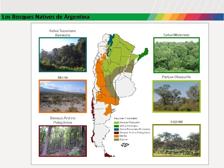 Los Bosques Nativos de Argentina Los Bosques Nativos de Argentina