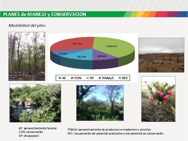 PLANES de MANEJO y CONSERVACIÓN Modalidad del plan AF: aprovechamiento forestal CON: conservación SP: PLANES de MANEJO y CONSERVACIÓN Modalidad del plan AF: aprovechamiento forestal CON: conservación SP: