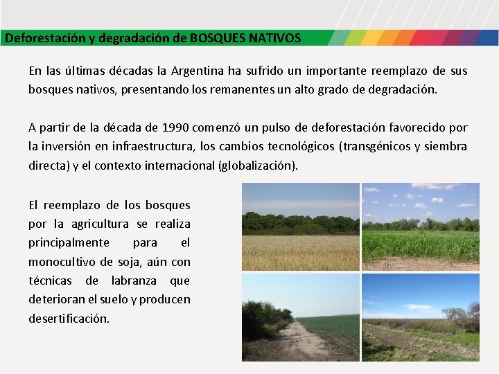 Deforestación y degradación de BOSQUES NATIVOS En las últimas décadas la Argentina ha sufrido Deforestación y degradación de BOSQUES NATIVOS En las últimas décadas la Argentina ha sufrido