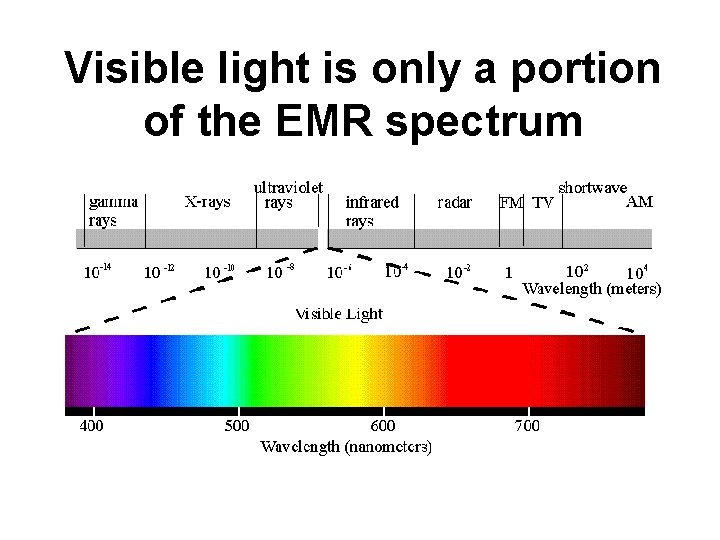 Visible light is only a portion of the EMR spectrum 