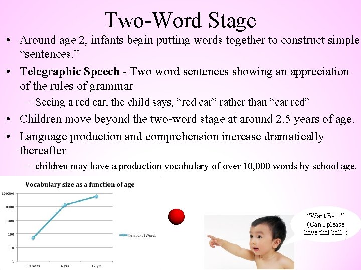 Two-Word Stage • Around age 2, infants begin putting words together to construct simple