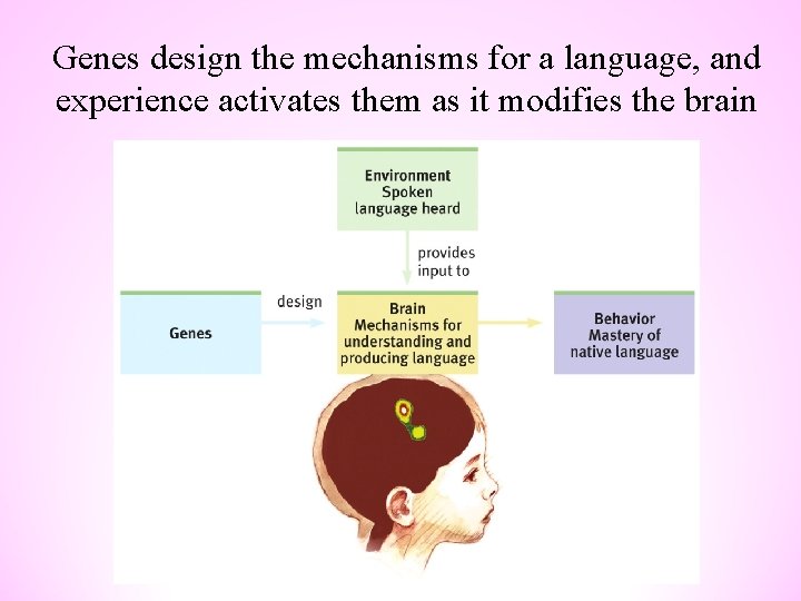 Genes design the mechanisms for a language, and experience activates them as it modifies