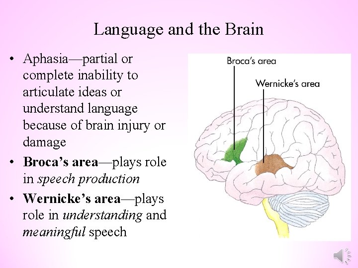 Language and the Brain • Aphasia—partial or complete inability to articulate ideas or understand