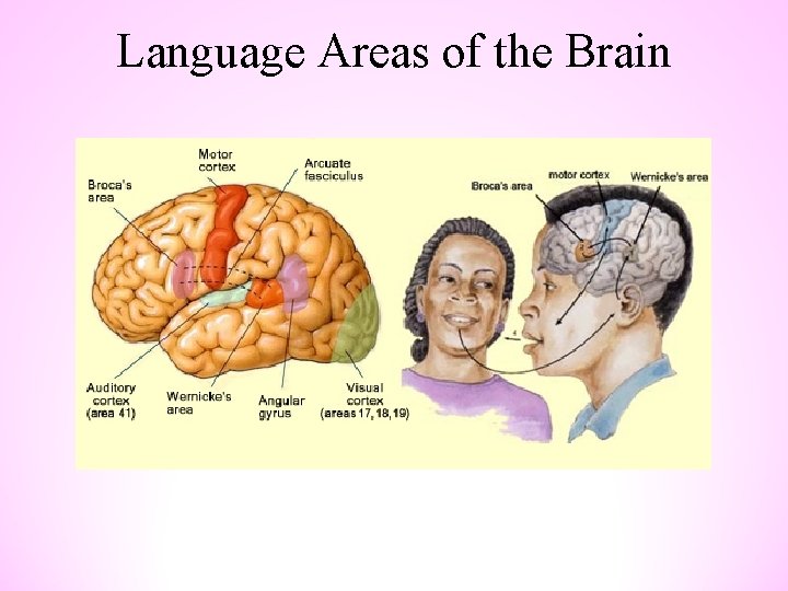 Language Areas of the Brain 