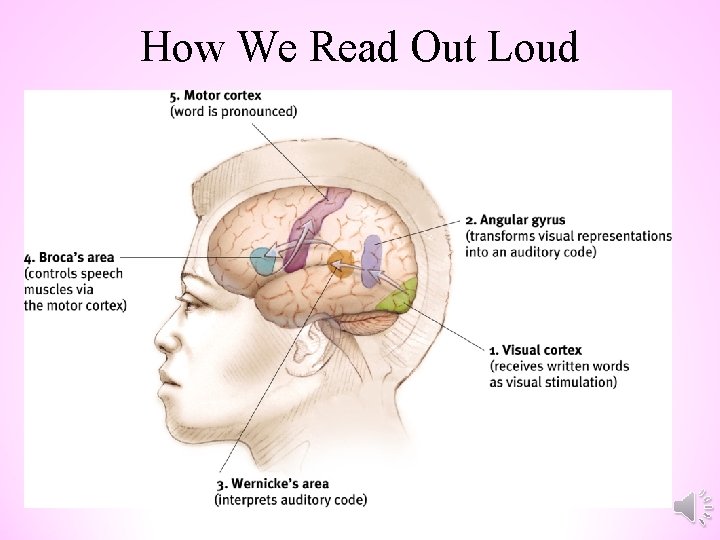 How We Read Out Loud 