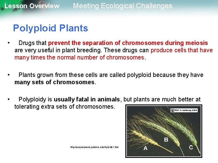 Lesson Overview Meeting Ecological Challenges Polyploid Plants • Drugs that prevent the separation of