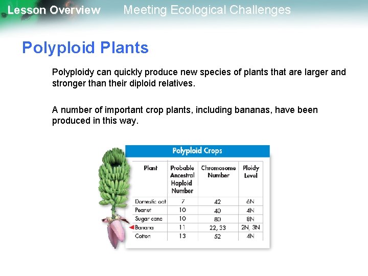Lesson Overview Meeting Ecological Challenges Polyploid Plants Polyploidy can quickly produce new species of