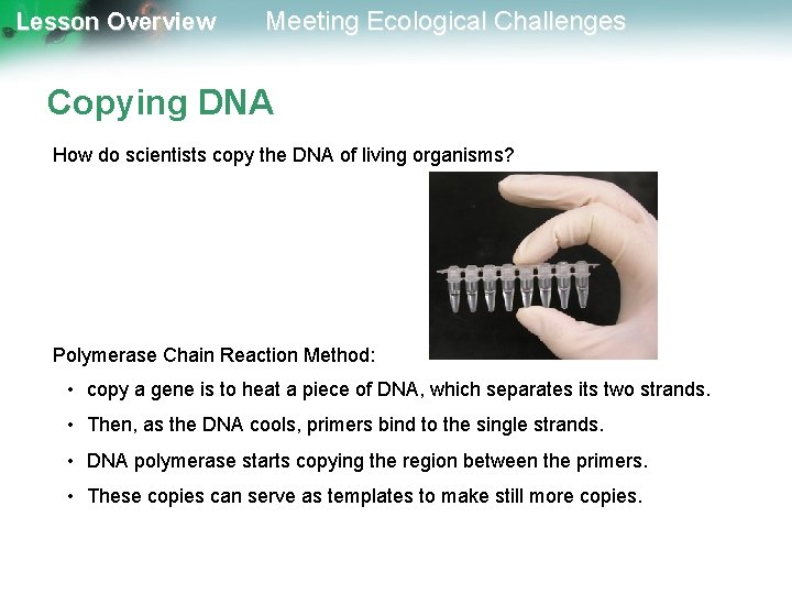 Lesson Overview Meeting Ecological Challenges Copying DNA How do scientists copy the DNA of