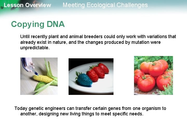 Lesson Overview Meeting Ecological Challenges Copying DNA Until recently plant and animal breeders could