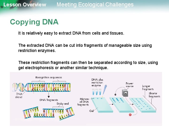 Lesson Overview Meeting Ecological Challenges Copying DNA It is relatively easy to extract DNA