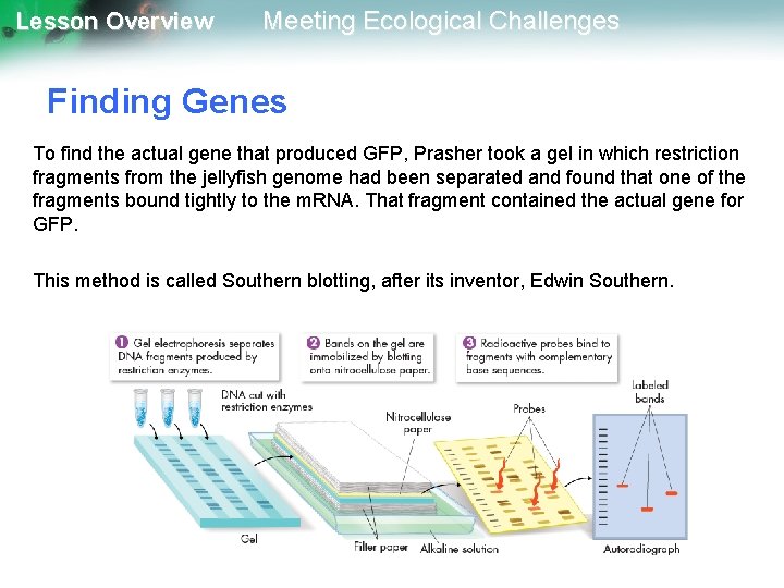 Lesson Overview Meeting Ecological Challenges Finding Genes To find the actual gene that produced
