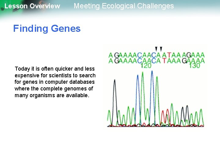 Lesson Overview Meeting Ecological Challenges Finding Genes Today it is often quicker and less